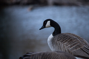 Detailed side view of a Canada goose near calm water during twilight, highlighting the bird's feather texture and natural environment.