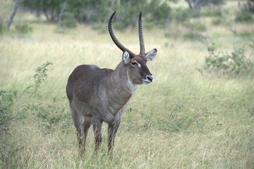 African Wildlife Family of Waterbucks – Animal of Africa
