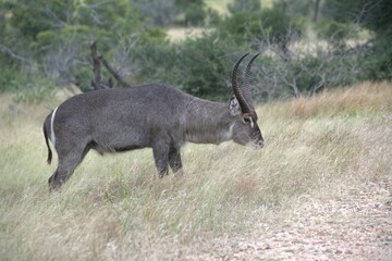 Obraz premium African Wildlife Family of Waterbucks – Animal of Africa