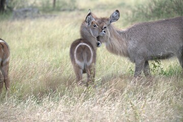 African Wildlife Family of Waterbucks – Animal of Africa