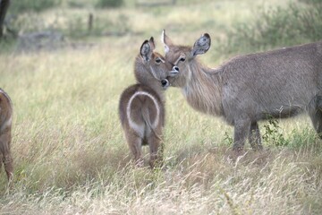 African Wildlife Family of Waterbucks – Animal of Africa