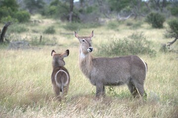 African Wildlife Family of Waterbucks – Animal of Africa