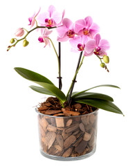 Obraz premium A beautiful blooming pink orchid in a glass pot with a transparent background