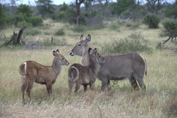 Obraz premium African Wildlife Family of Waterbucks – Animal of Africa