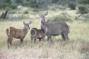 African Wildlife Family of Waterbucks – Animal of Africa