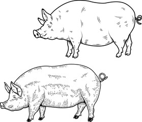 Set of illustrations of a pig in engraving style. Pork illustration on white background. Design elements for logo, emblem, sign. Vector illustration
