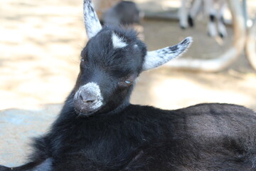 Black / Tan Goat Round Hill Farm