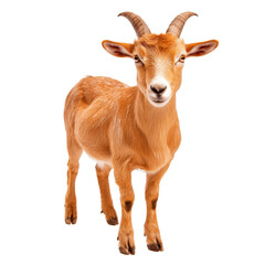 Obraz premium Brown goat with curved horns stands facing forward, displaying curious expression. Its fur is smooth and its ears are perked up, giving it alert appearance