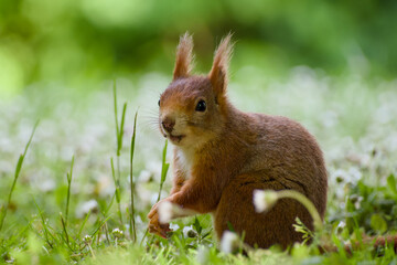 cute red squirrel is sitting in the green grass close-up