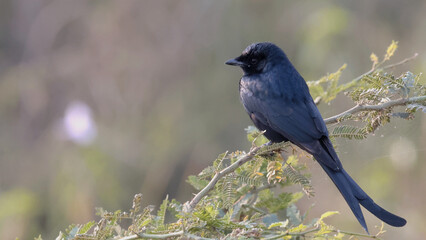 Fototapeta premium lilac breasted roller