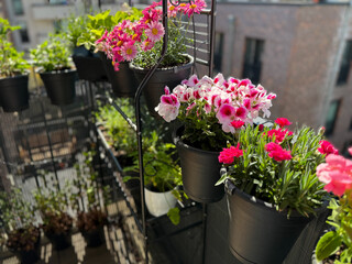 View of the beautiful urban balcony garden with assorted blooming flowers in flower pots, pink carnations, pelargonium grandiflorum and marguerites