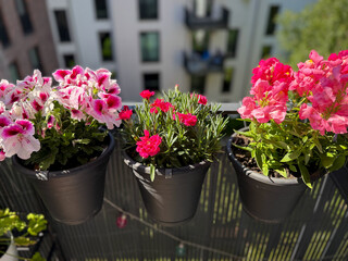 View of the beautiful urban balcony garden with assorted blooming flowers in flower pots, pink carnations, pelargonium grandiflorum and marguerites