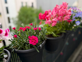 View of the beautiful urban balcony garden with assorted blooming flowers in flower pots, pink carnations, pelargonium grandiflorum and marguerites