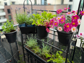 View of the beautiful urban balcony garden with assorted blooming flowers in flower pots, pink...