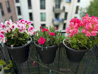 View of the beautiful urban balcony garden with assorted blooming flowers in flower pots, pink carnations, pelargonium grandiflorum and marguerites
