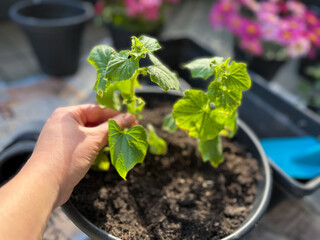 Cucumber seedlings in a flower pot  in balcony garden close up and female gardeners hand