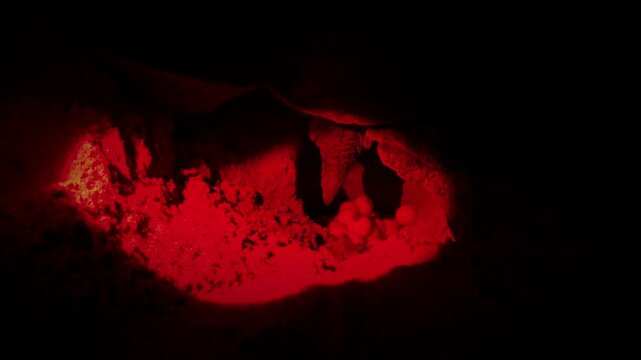 Close up green sea Turtle Laying Eggs on Sri Lanka Rekawa Beach at Night illuminated by red infrared light. Popular attraction turtle watch activity , guided turtle-watching tours