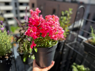 Beautiful blooming colorful balcony flowers pink Snapdragon in decorative flower pot close up