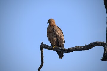 red tailed hawk- Bird of AfricA