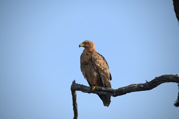 red tailed hawk- Bird of AfricA