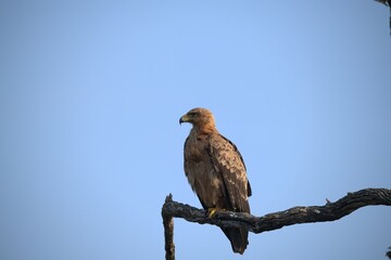 red tailed hawk- Bird of AfricA