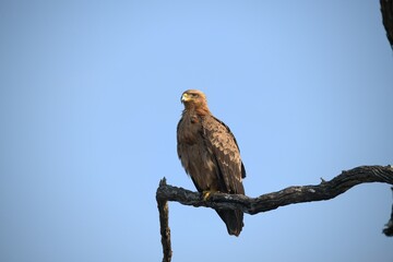 red tailed hawk- Bird of AfricA