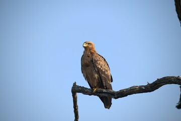 red tailed hawk- Bird of AfricA