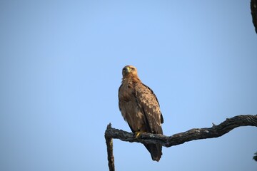 red tailed hawk