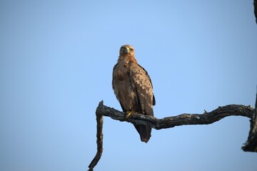 red tailed hawk