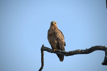 red tailed hawk