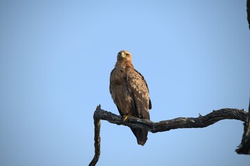 red tailed hawk