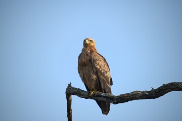 red tailed hawk