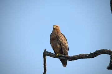 red tailed hawk