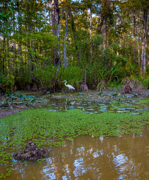 Fototapeta Swamps
