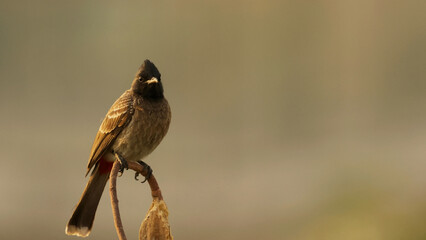 brown winged blackbird