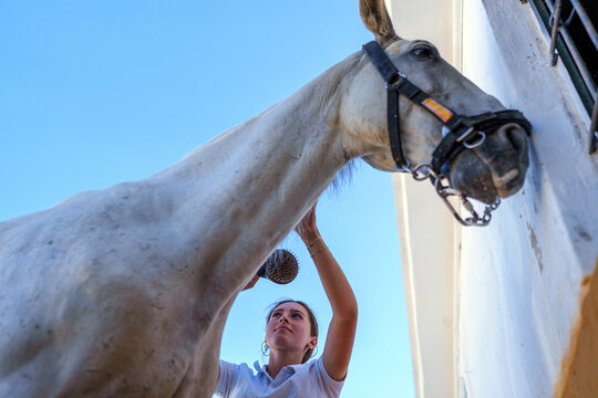Woman gently brushing white horse beside wooden stable, sunlight highlighting close connection between human and animal