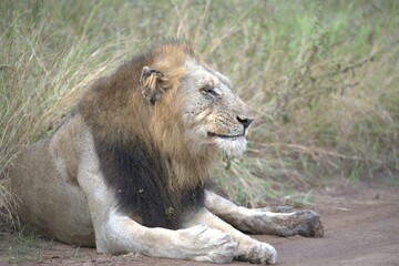 lion in the grass