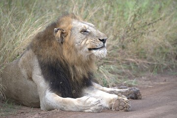 lion in the grass