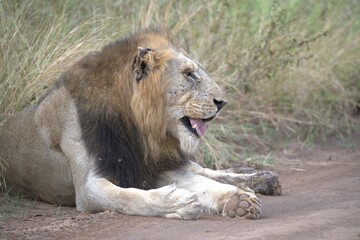 lion in the grass