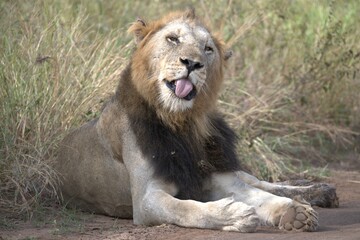 lion in the grass