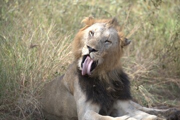 lion in the grass