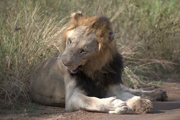 lion in the grass