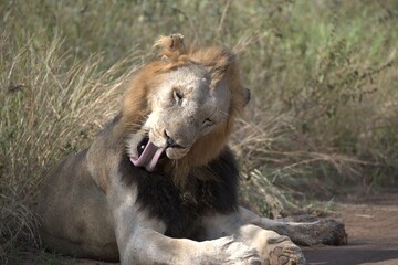 lion in the grass