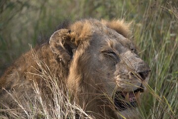 lion in the grass