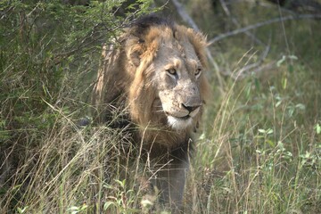 lion in the grass
