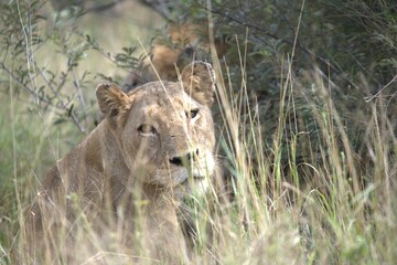 lion in the grass