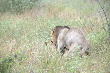 lion in the grass
