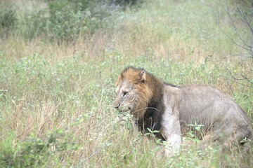 lion in the grass