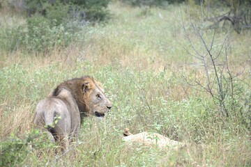 lion in the grass