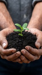 A person holding a small plant with green leaves and dark soil in their hands in a close up shot view